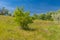 Summer landscape with wild apricot shrub on a hill