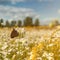 Summer landscape with wild flowers