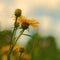 Summer landscape with wild flowers