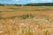 Summer landscape, wildflowers, landscape, field, flowers