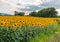 Summer landscape with yellow field of blooming sunflowers, cloudy sky and sunlight