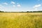 Summer landscape with a yellow meadow with dried grass and a blue sky with clouds