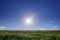 Summer landscape with zinnias field, blue sky and sunbeam.