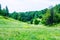 Summer large hilly green meadow