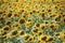 Summer large sunflowers field background