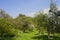 Summer leafy garden with fruit trees and green grass