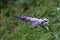 Summer lilac or Buddleia davidii flowering plant with lilac to violet opening blooming flowers on single narrow pyramidal spike