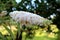 Summer lilac or Buddleia davidii flowering plant with pure white blooming flowers on pyramidal spike