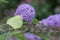 Summer lilac Buddleja davidii, flower with green-white butterfly