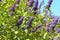 Summer lilac Empire Blue - Latin name - Buddleja davidii Empire Blue.