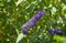 Summer lilac Empire Blue - Latin name - Buddleja davidii Empire Blue.