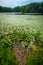 Summer Lilypads Lake