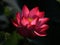 Summer lotus in full bloom,