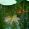 Summer Lotus pond