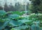 Summer lotus pond lotus leaves, perspective focus of a lotus, red flowers.The scenery in close-up.Chinese lotus pond, many lotus l