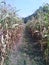 Summer, maize growing in front of the forest, path.