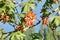 Summer Maple Tree Seed Cluster