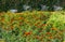 Summer marigold flowerbed and cobweb on neglected boxwood bushes