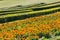 Summer marigold flowerbed and trimmed boxwood in park hillside