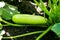 Summer marrow growing in the vegetable garden. Bio zucchini bush