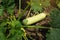 Summer marrow growing in the vegetable garden. Bio zucchini bush