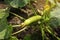 Summer marrow growing in the vegetable garden. Bio zucchini bush