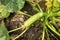 Summer marrow growing in the vegetable garden. Bio zucchini bush