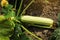 Summer marrow growing in the vegetable garden. Bio zucchini bush