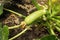 Summer marrow growing in the vegetable garden. Bio zucchini bush