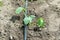 Summer marrow growing in the vegetable garden. Bio zucchini bush. Planting courgettes in vegetable gardening. Simple growing