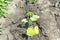 Summer marrow growing in the vegetable garden. Bio zucchini bush. Planting courgettes in vegetable gardening. Simple growing