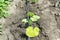 Summer marrow growing in the vegetable garden. Bio zucchini bush. Planting courgettes in vegetable gardening. Simple growing