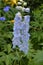 Summer in Massachusetts: Light Blue Delphinium `Larkspur` Flowers