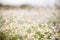 Summer meadow with the blossoming camomiles. Wild chamomile flowers on a field on a sunny day