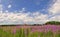 Summer meadow with blossoming pink fireweed flowers covered