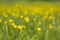 Summer meadow blurred background with yellow flowers and green grass