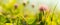 Summer meadow blurred banner background