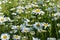 Summer meadow with chamomile flowers. Blooming daisies in sunny day