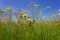 summer meadow dandelion grass blue sky