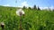 Summer meadow with dandelion seeds blown in the wind under blue sky. Amazing sunny day in mountains