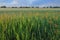 Summer Meadow and Farmstead