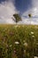 Summer Meadow of Flowers