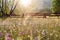 Summer meadow full with daisies after rain