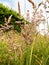 Summer Meadow Grasses