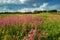 Summer meadow, grasslands with wildflowers and blue cloudy sky in the summer, Hungary