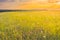 Summer meadow, green grass field and wildflowers in warm sunlight. Early morning sunrise on the fields. Nature, environment