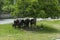 Summer meadow and group pack horses relaxation under big walnut tree in Dushantsi village, Central Balkan mountain, Stara Planina