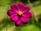 Summer meadow landscape with blooming Cosmos flower, close-up of