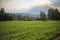 Summer meadow landscape. Green grass, sunshine