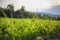 Summer meadow landscape. Green grass, sunshine